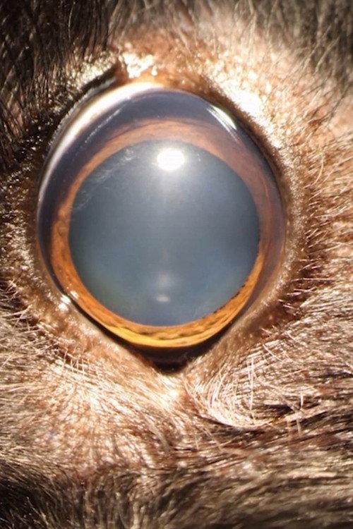 Ellie's Eye backdrop