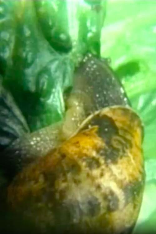 Snail backdrop