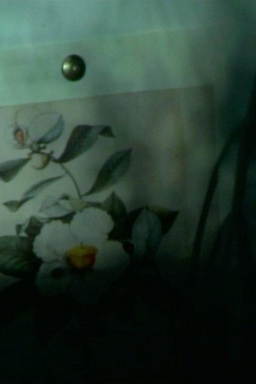 out of touch (franklinia still life) backdrop
