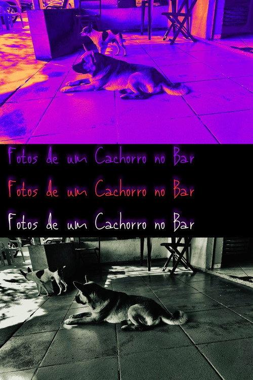 Pictures of a Dog at the Bar backdrop