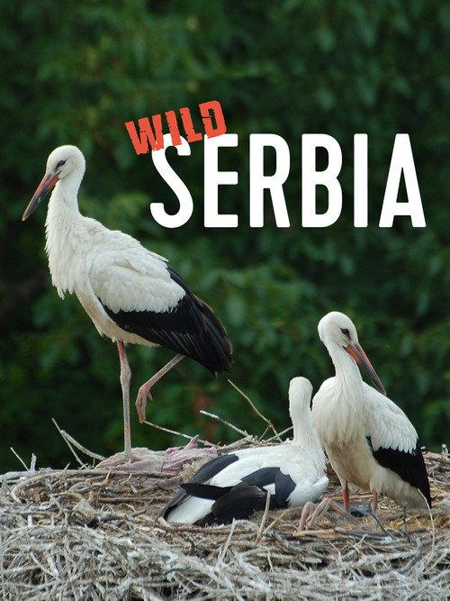 Wild Serbia backdrop