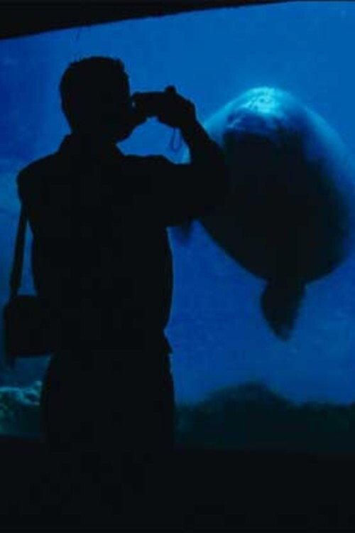 The Aquarium backdrop