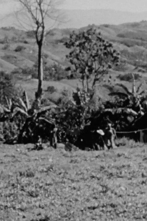 Haiti backdrop