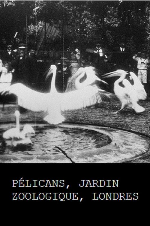 Pelicans, London Zoological Garden backdrop