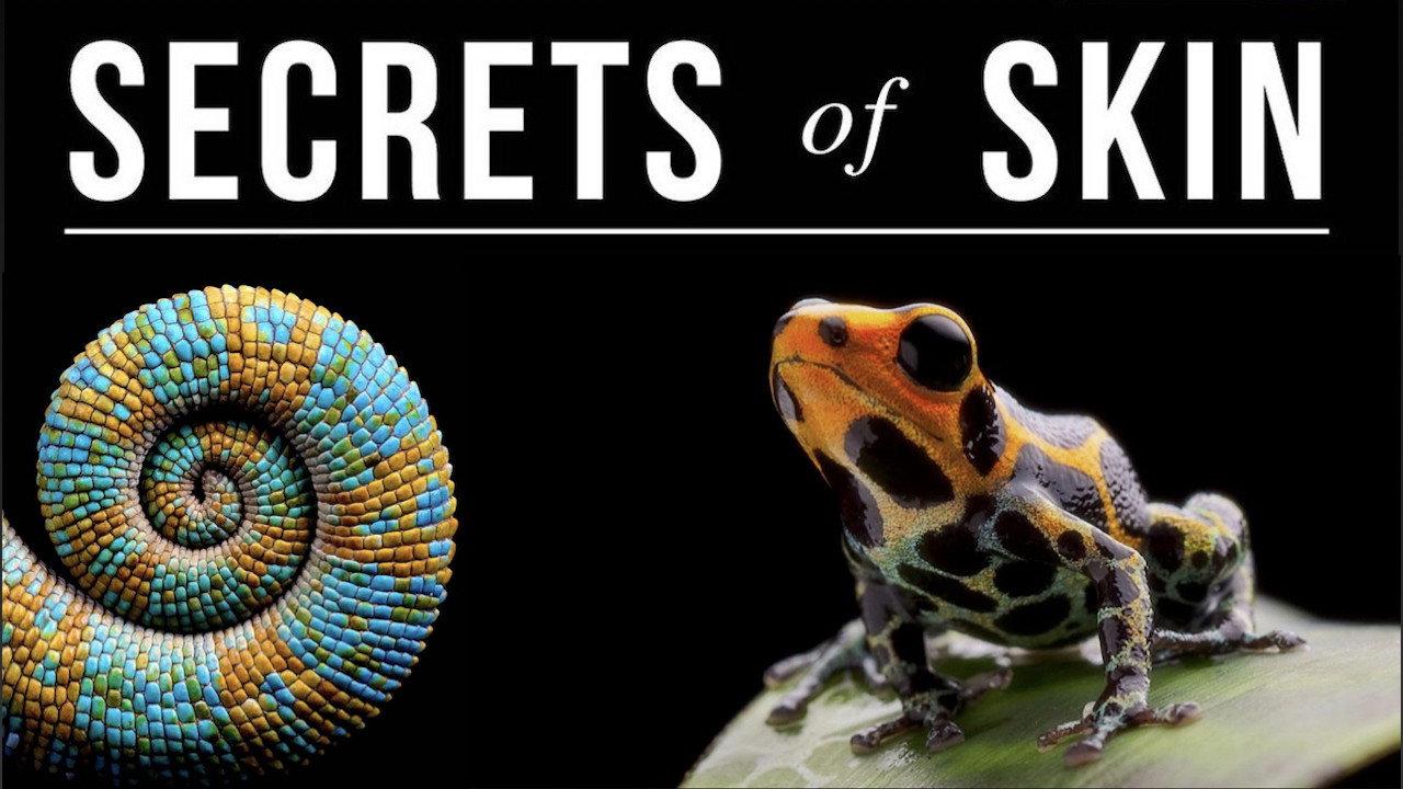 Secrets of Skin backdrop