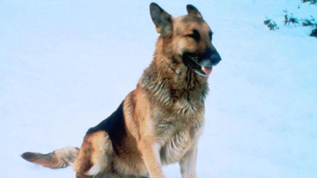 The Courage of Kavik, the Wolf Dog backdrop