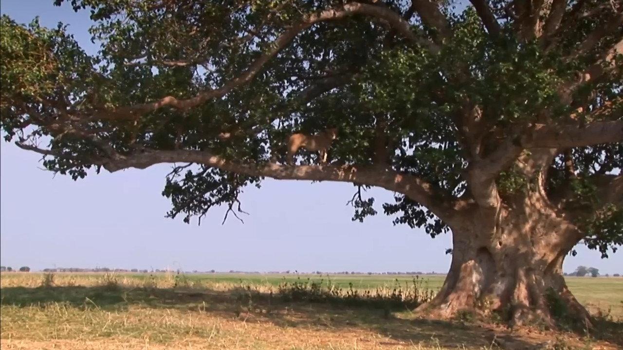 The Lion Tree backdrop