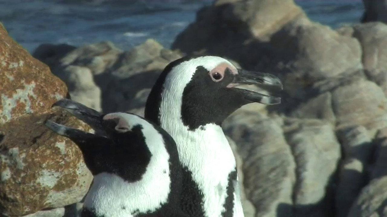 The African Penguin backdrop