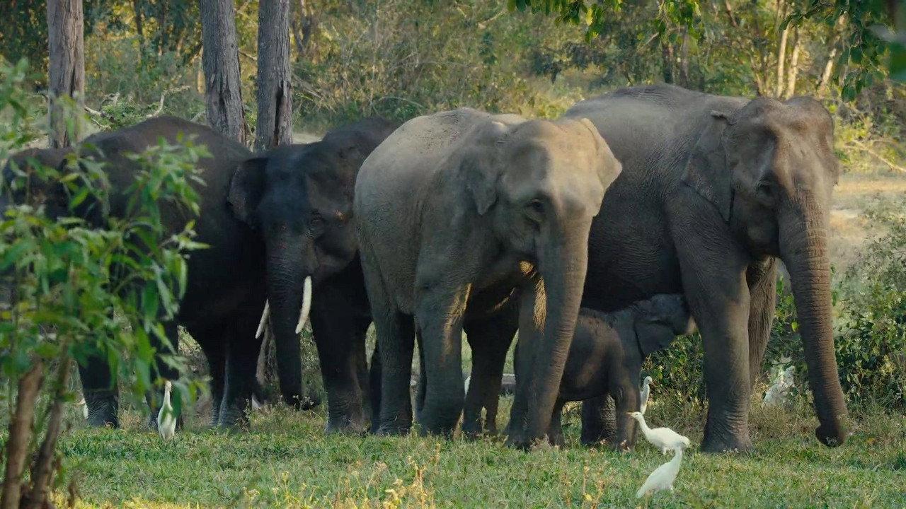 Kui Buri: Thailand's Hidden Eden backdrop