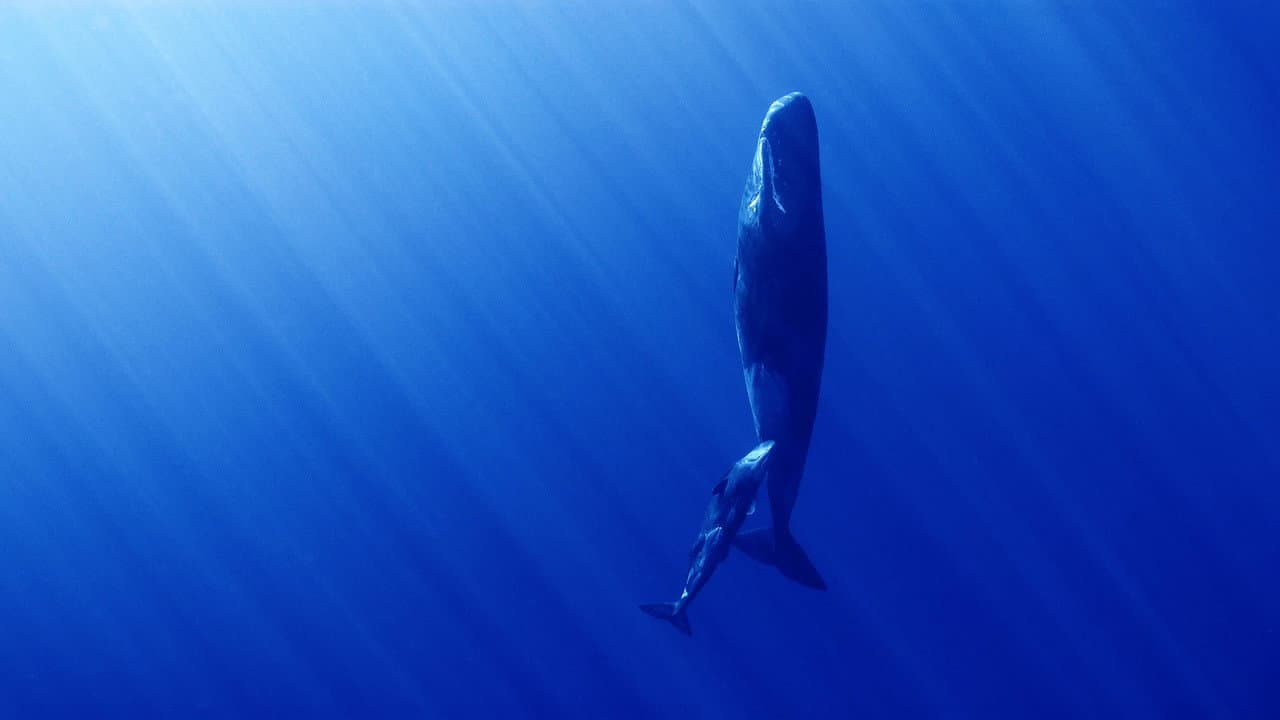 Whales and I backdrop