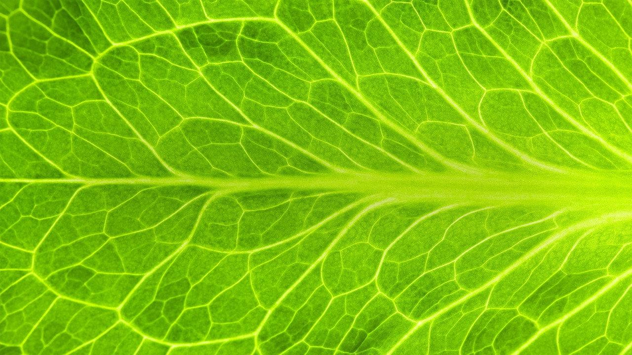 Dish It Healthy backdrop