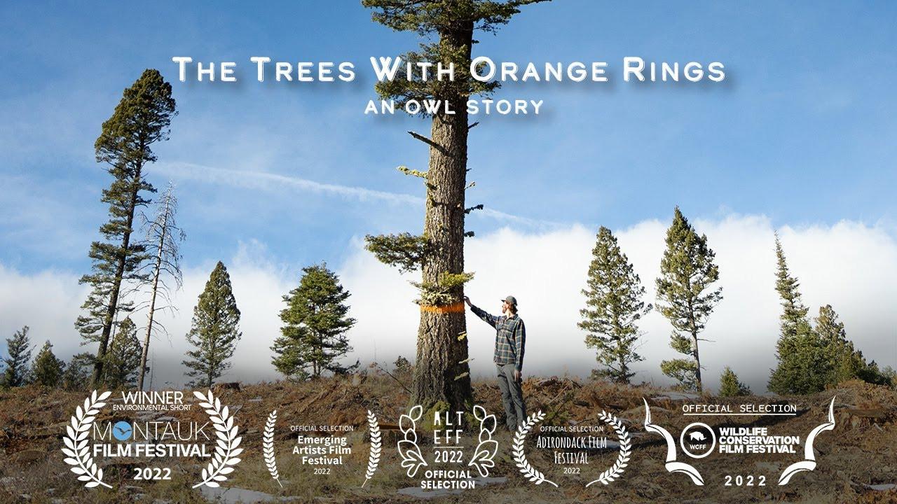 The Trees with Orange Rings backdrop