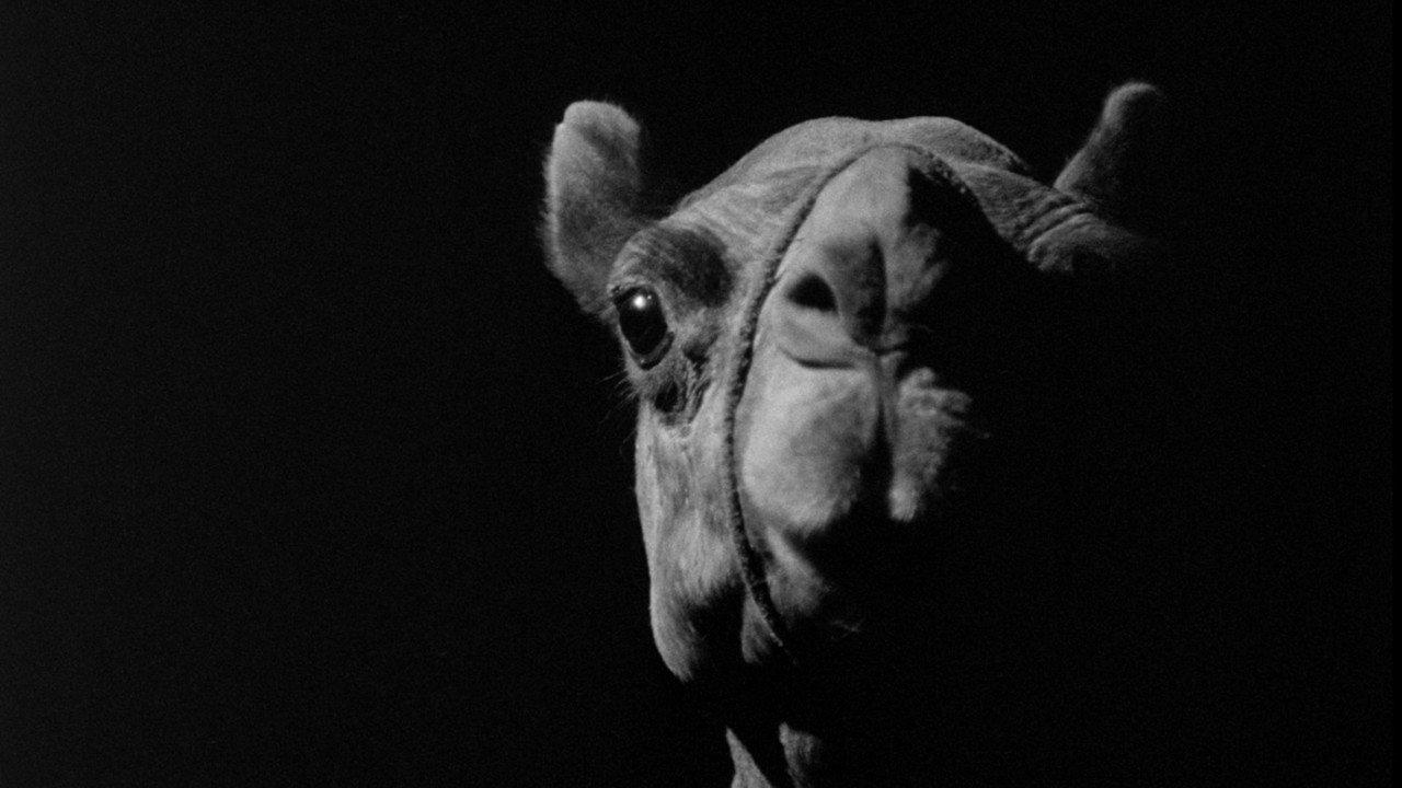 A Camel backdrop