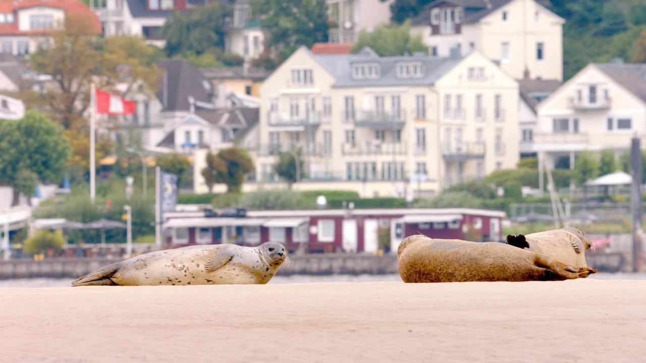 Hamburg Unleashed: Wildlife in the City backdrop
