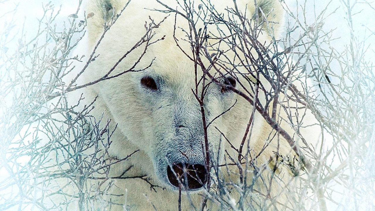 Where the Polar Bears Wait backdrop