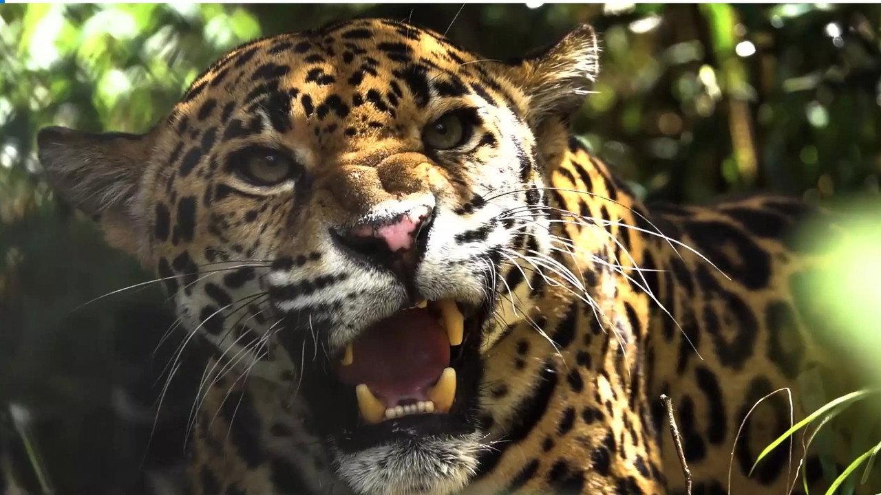 Expedition Artenschutz - Auf der Spur des Jaguars backdrop