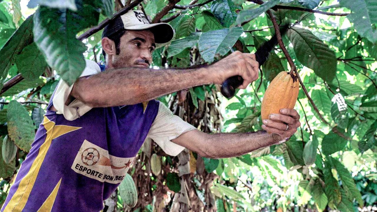 Du Chocolat Pour Sauver l'Amazonie backdrop
