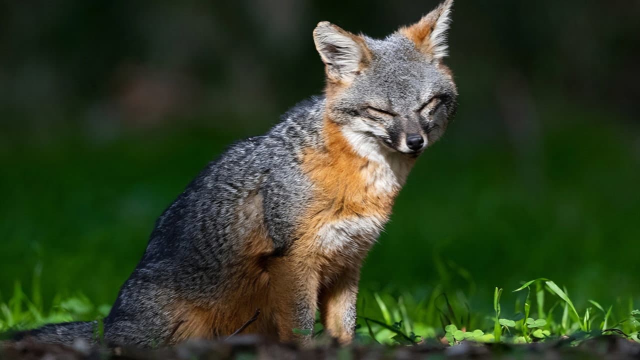 Le renard qui a sauvé son île backdrop