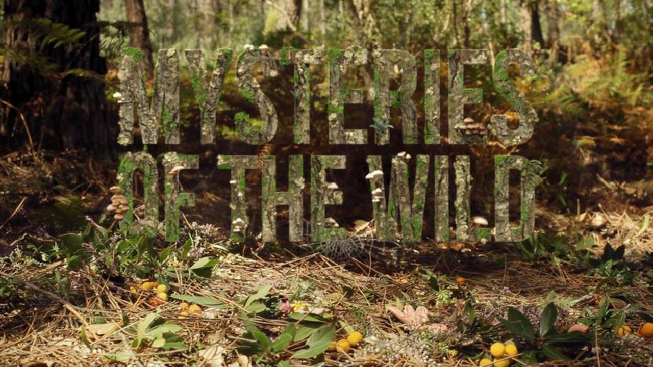 Mysteries of the Wild backdrop