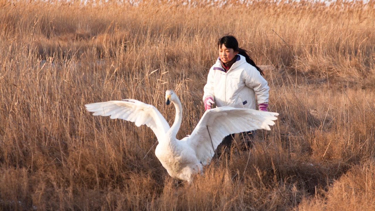 I Swan backdrop