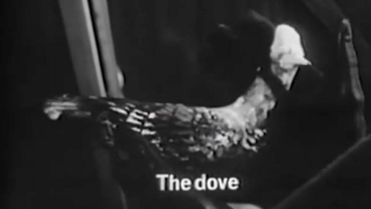 The Dove backdrop