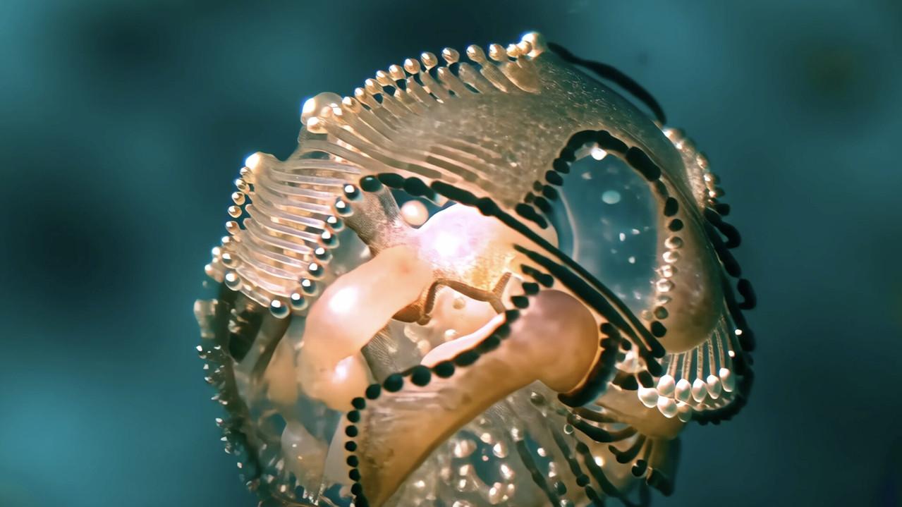 Radiolaria: A Symphony of Microcosmic Dream backdrop