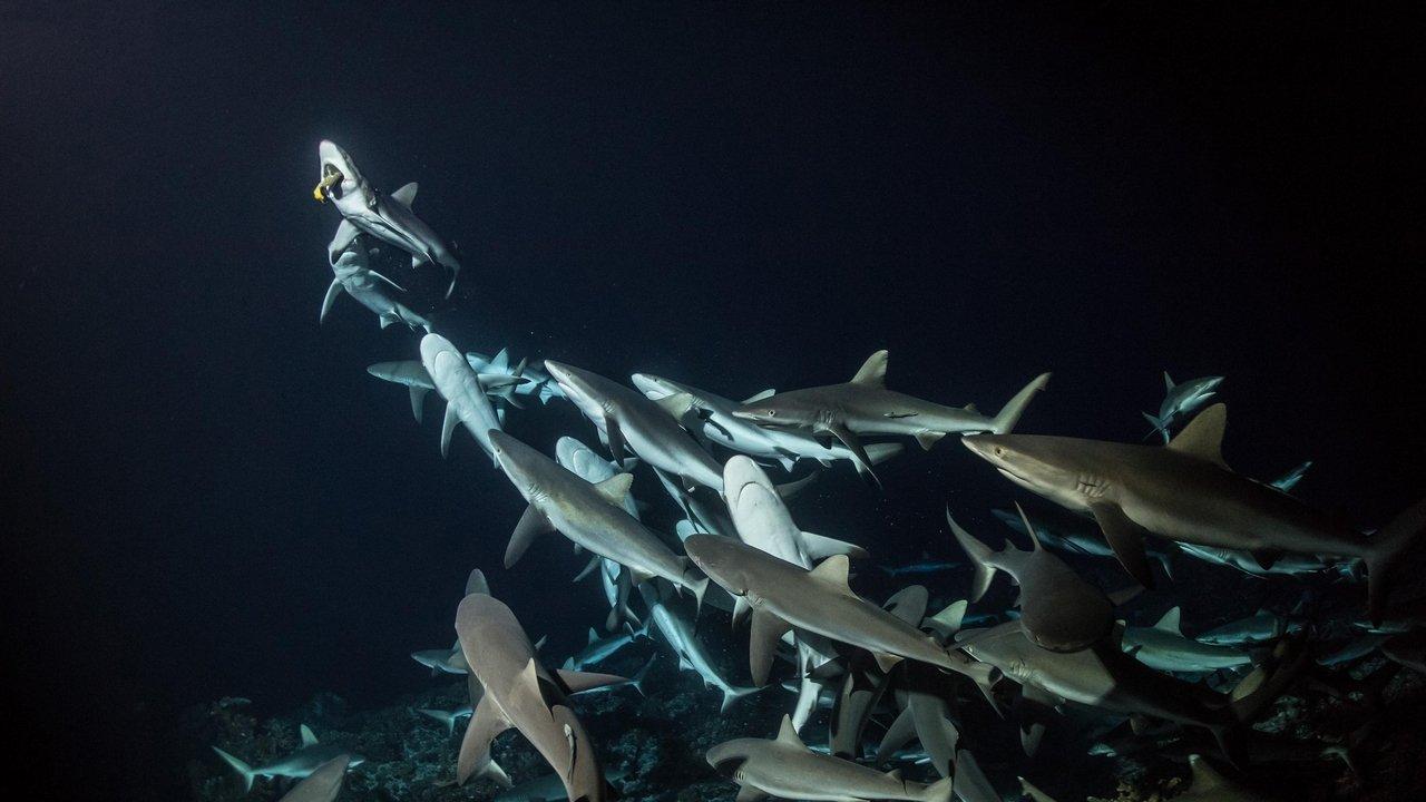 700 Sharks backdrop