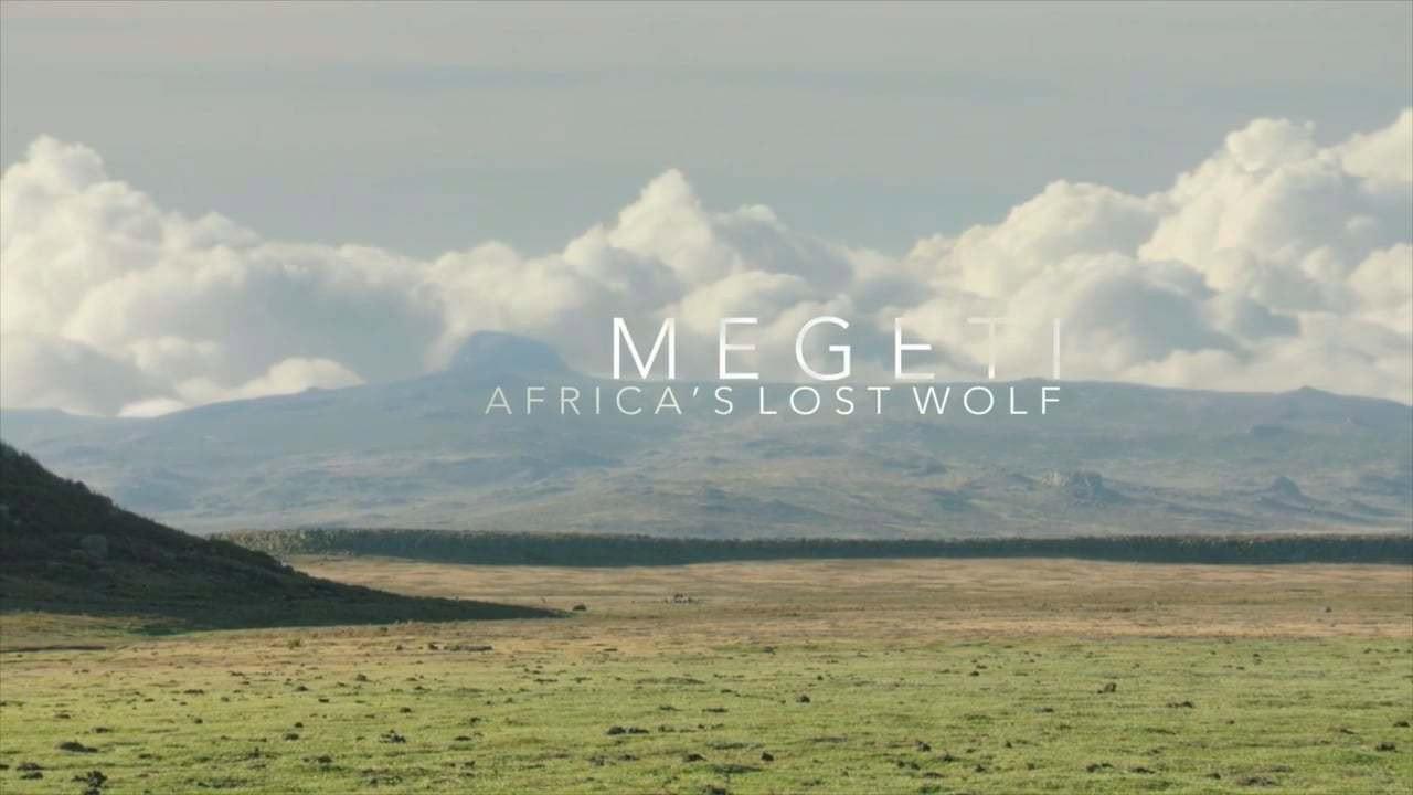 Megeti - Africa's Lost Wolf backdrop