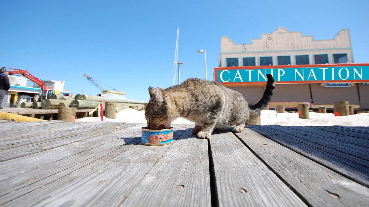 Catnip Nation backdrop