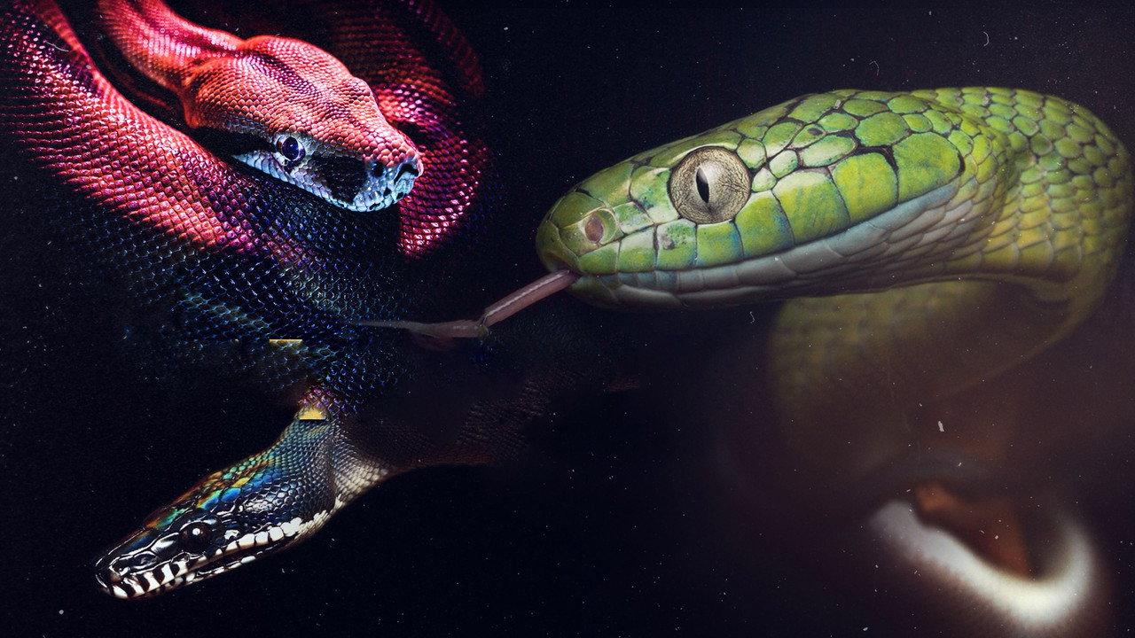 Ten Deadliest Snakes with Nigel Marven backdrop