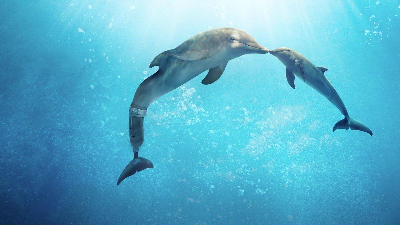 Dolphin Tale 2 backdrop