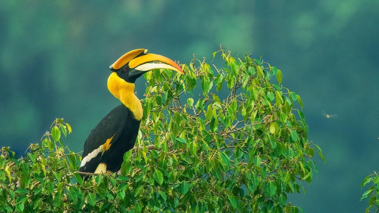 Nilgiris - A Shared Wilderness backdrop