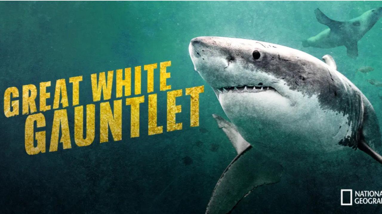 Great White Gauntlet backdrop