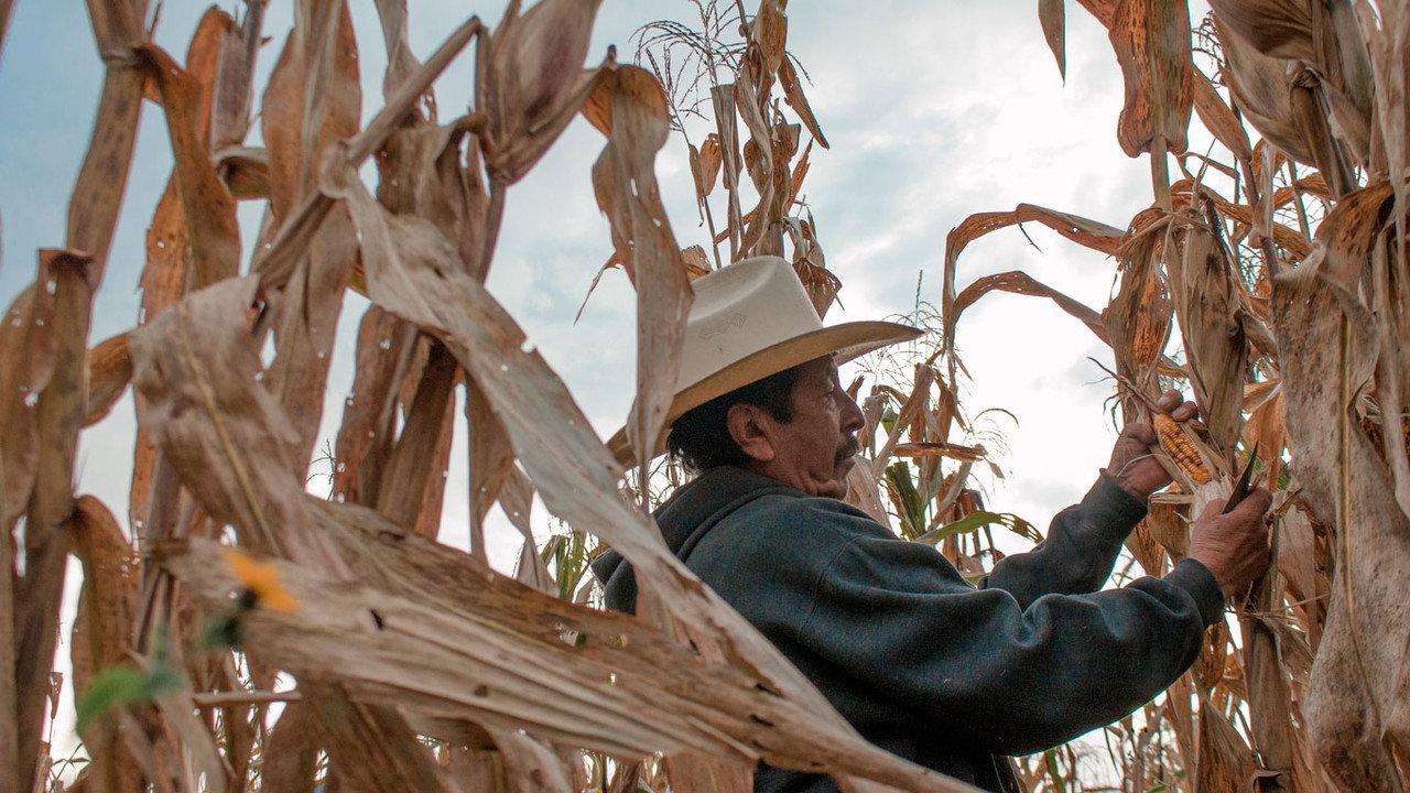 Seeds, the legacy of the land backdrop