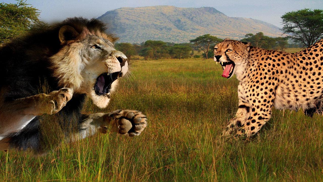 Cat Wars: Lion vs. Cheetah backdrop