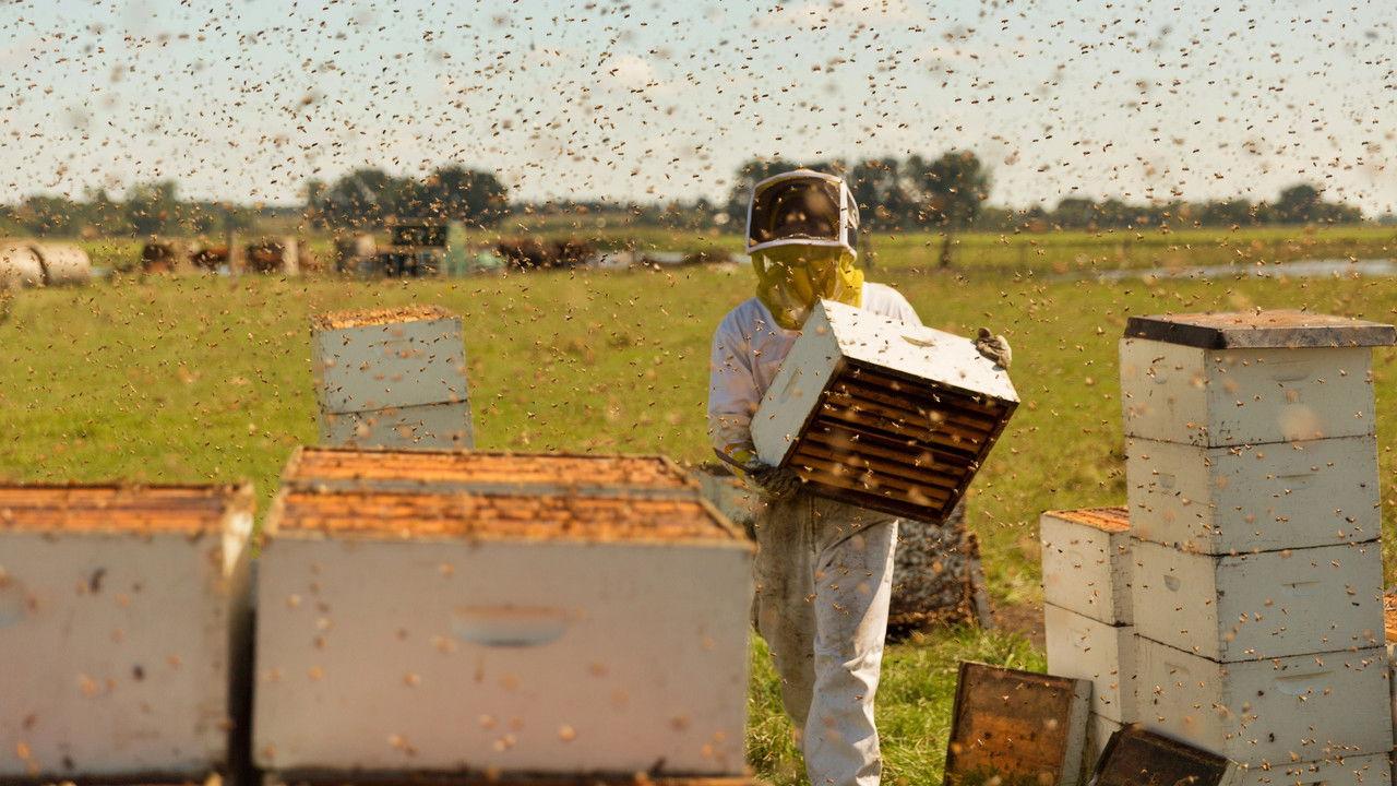 The Pollinators backdrop