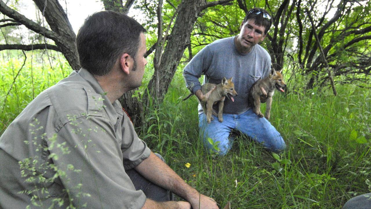 Attack in the Wild: Coyote Mystery backdrop