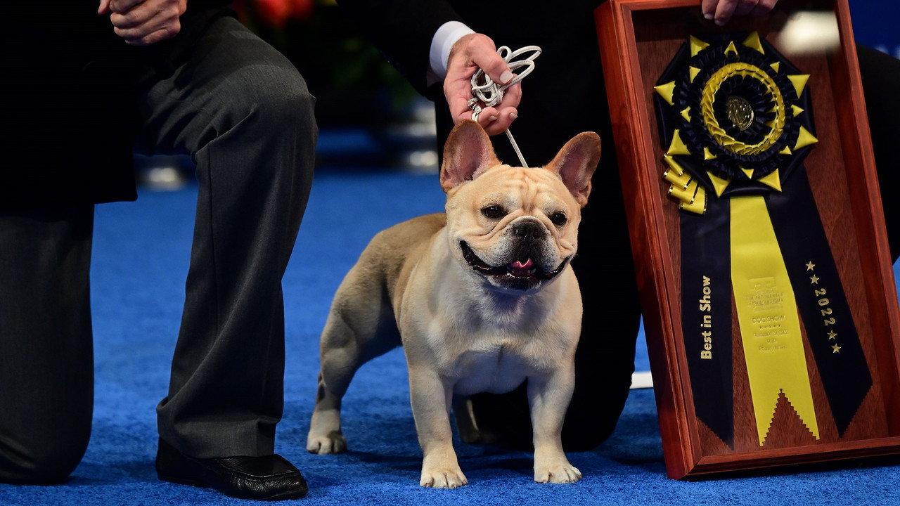 The National Dog Show backdrop