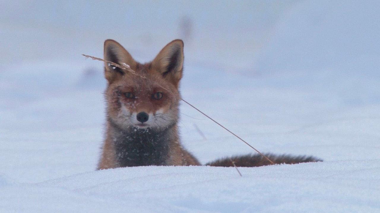 The Prince of the Forest backdrop