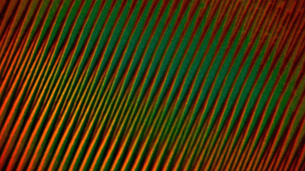 Flim Flam backdrop