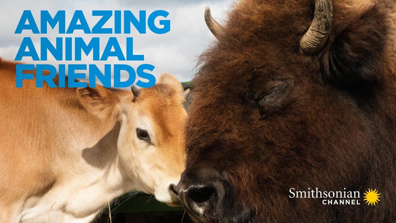 Amazing Animal Friends backdrop