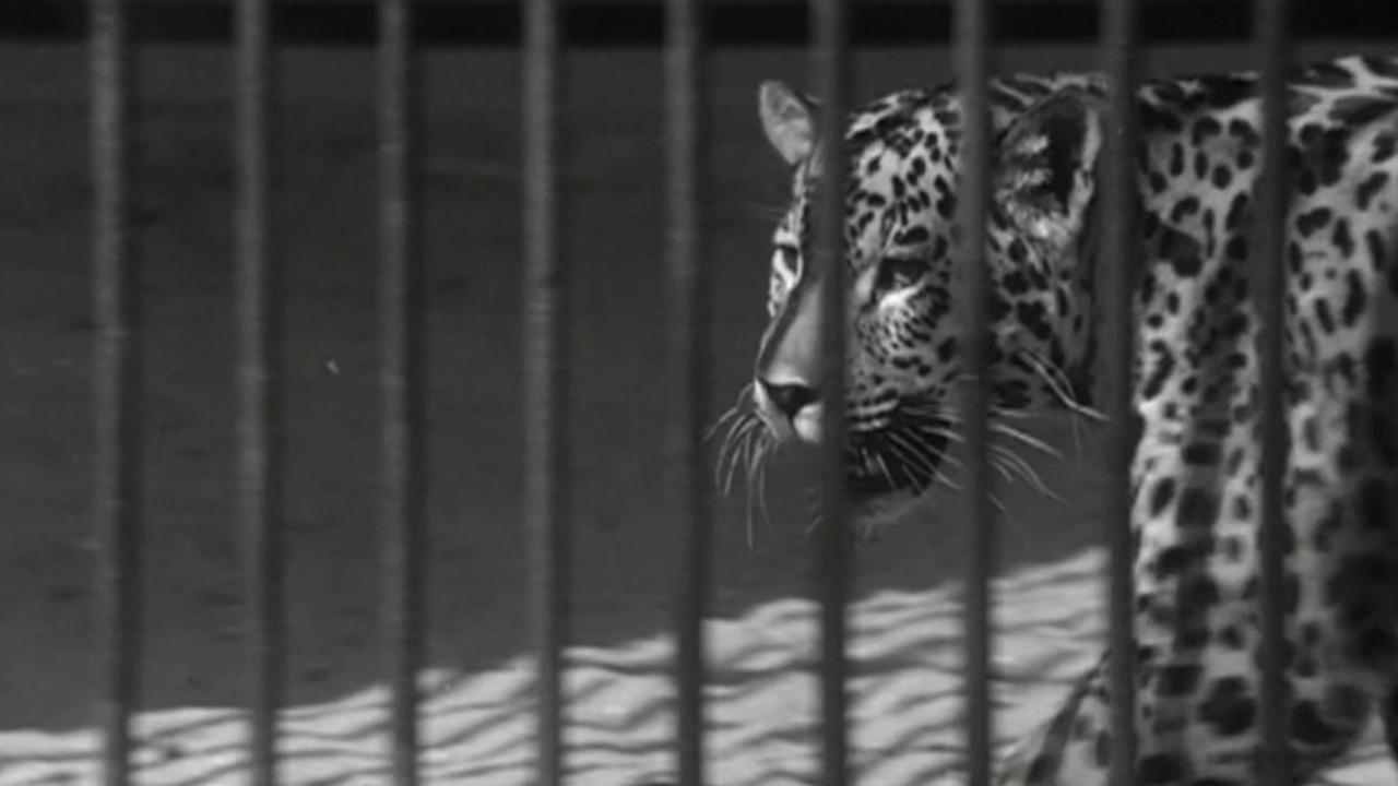 Zoo backdrop