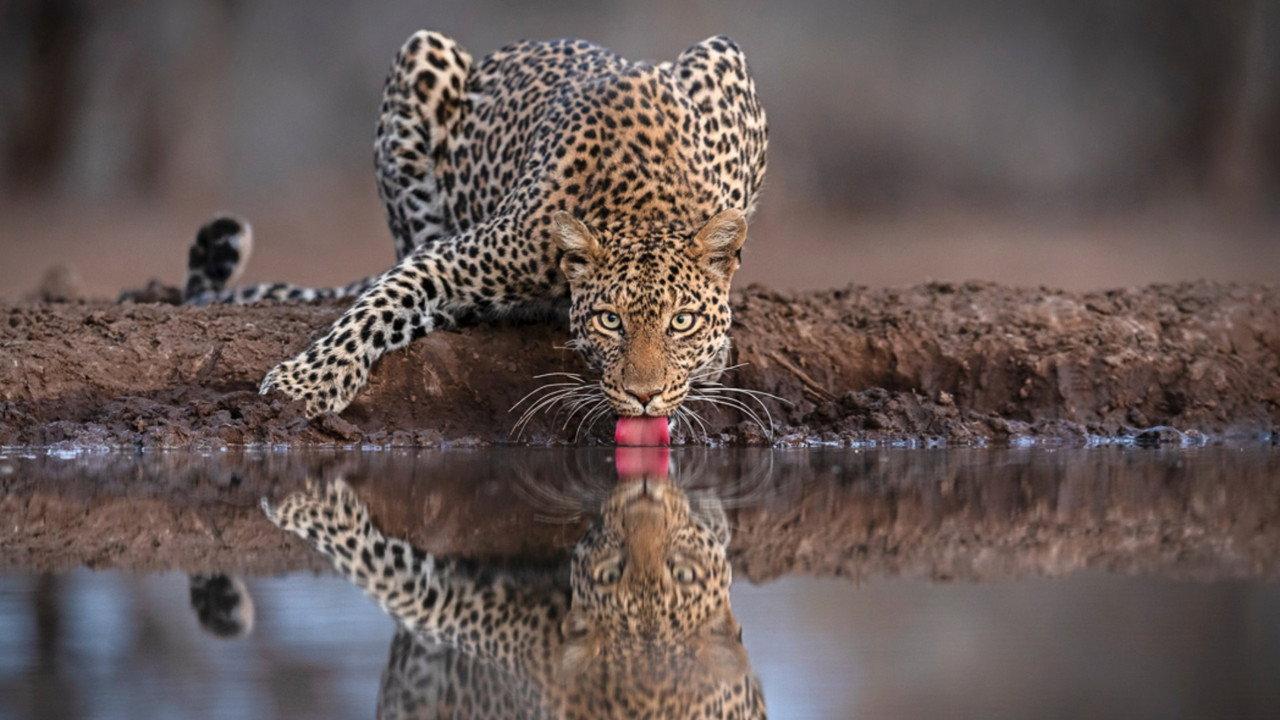 Mashatu: Land of Leopards backdrop