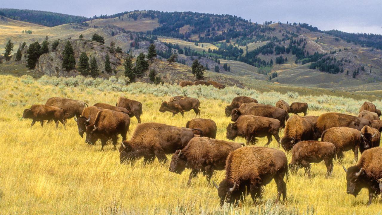 Yellowstone in Four Seasons backdrop
