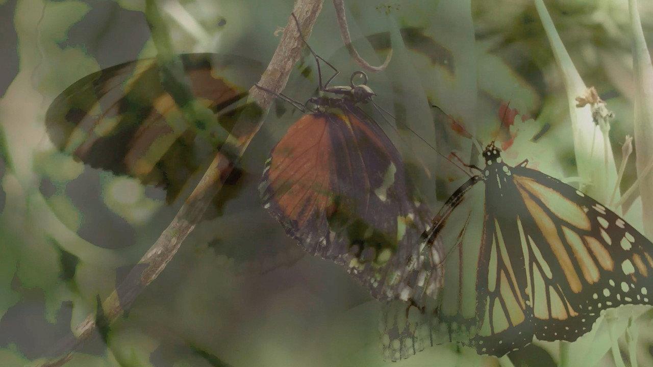Las mariposas vuelan backdrop