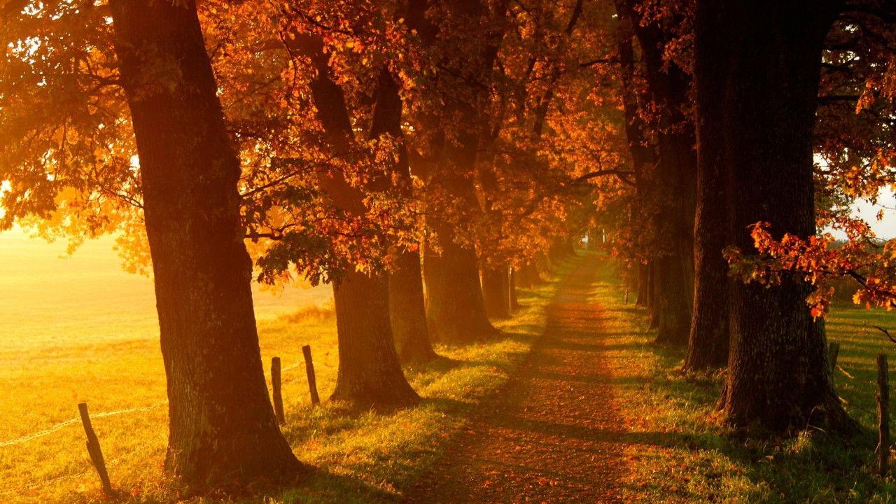 Voir l'automne, une saison en France backdrop