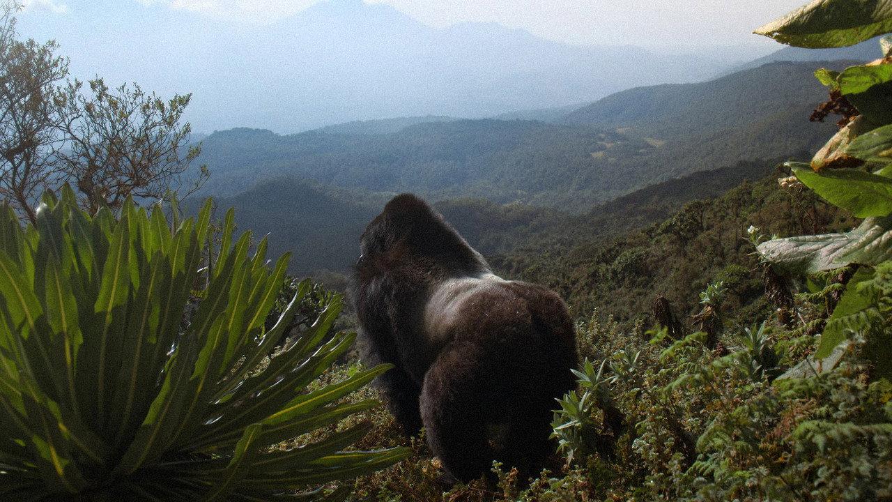A Gorilla Story: Told by David Attenborough backdrop
