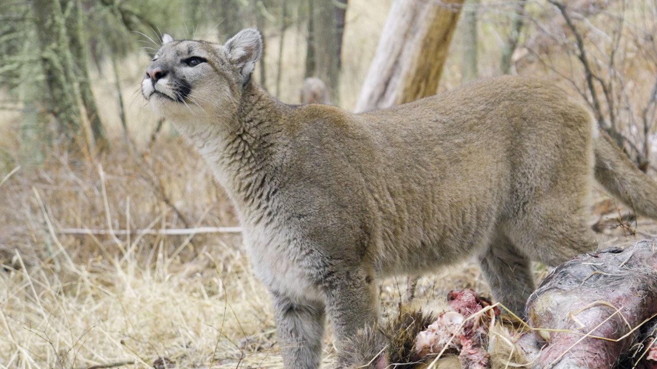 Willow: Diary of a Mountain Lion backdrop