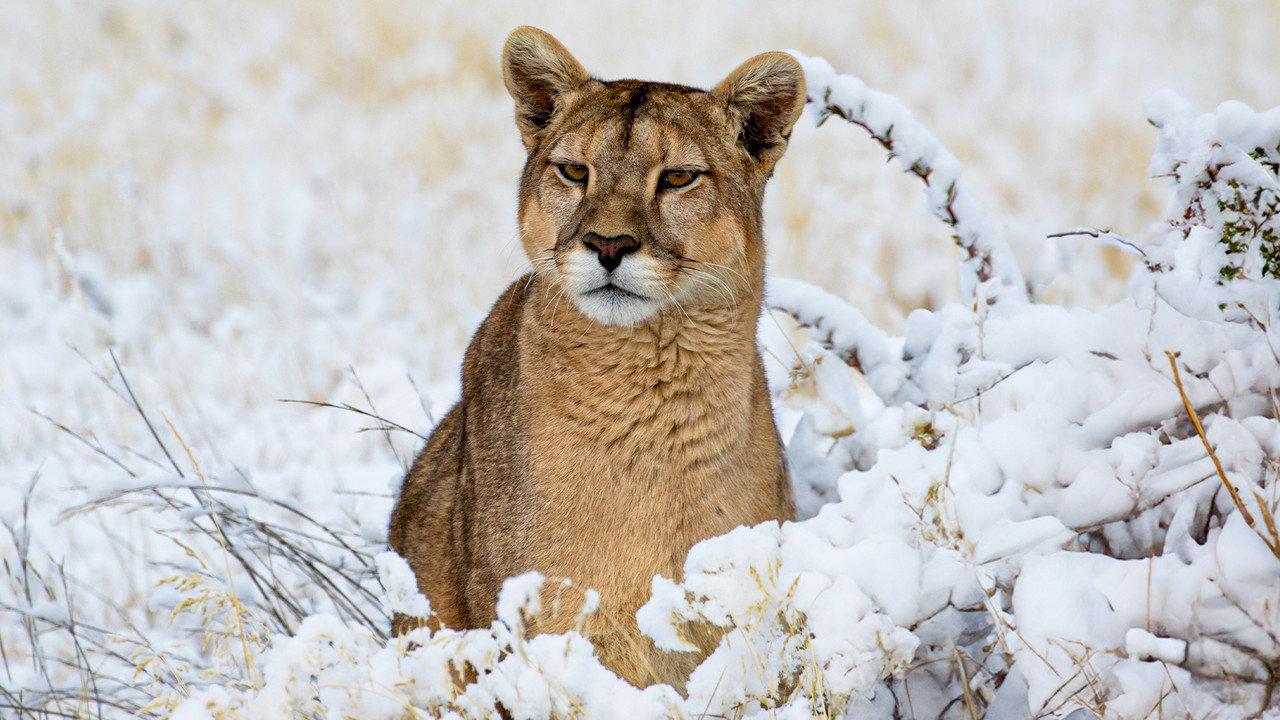 Pumas: Legends of the Ice Mountains backdrop