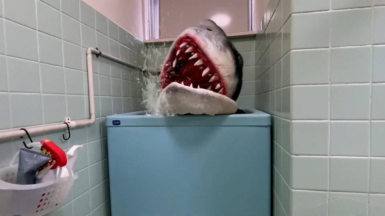 Ring Shark backdrop